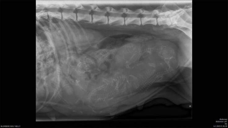 Nelly röntgen vk 8