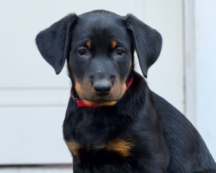 Nilla1