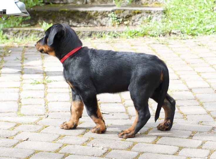 Nilla2