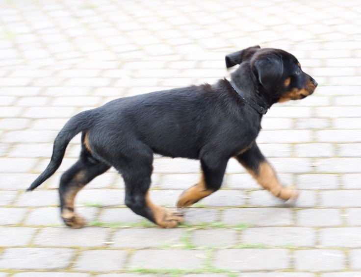 Patu3